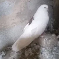 پشت خال سرخ نر|پرنده|گنبد کاووس, |دیوار