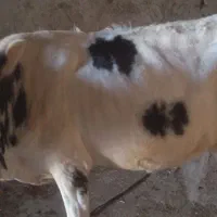 یک راس گاو جوان به فروش می رسد|حیوانات مزرعه|شوشتر, |دیوار