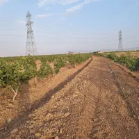 باغ پسته ۲هکتارد ۱۰ ساله|فروش دفتر صنعتی، کشاورزی، تجاری|بوئین زهرا, |دیوار