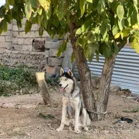 سگ هاسکی|سگ|شهرکرد, |دیوار