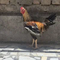 خروس محلی زابل