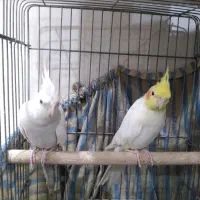جفت عروس هلندی رام