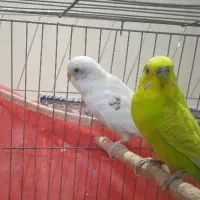 مرغ عشق|پرنده|مرودشت, مجد آباد|دیوار