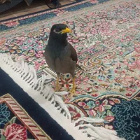 مرغ مینا|پرنده|کرمان, |دیوار