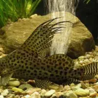 کت فیش وارونه