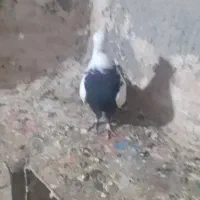 کبوتر|پرنده|قروه, |دیوار