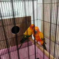 یک جفت خورشیدی مولد|پرنده|ارومیه, |دیوار