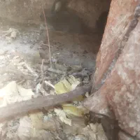 خرگوش|موش و خرگوش|ارومیه, |دیوار