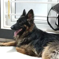 گمشده|حیوانات|بهبهان, |دیوار