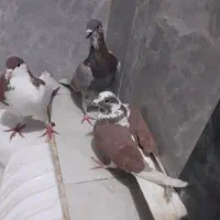 ۳ عدد کبوتر رنگی