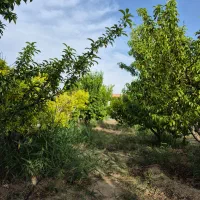فروش۴دیواری(باغ)نزدیکی یوسف رضا/ورامین/تهاتر|فروش زمین و ملک کلنگی|قرچک, مهدیه|دیوار