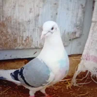 کبوتر|کلکسیون و سرگرمی|گمیشان, |دیوار