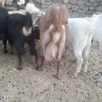 بز‌پاکستانی|حیوانات مزرعه|سربیشه, |دیوار