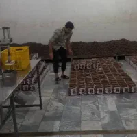 خرما کبکاب بوشهر|عمده‌فروشی|اردبیل, |دیوار