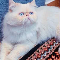 پرشین|گربه|بندر انزلی, پردیس|دیوار