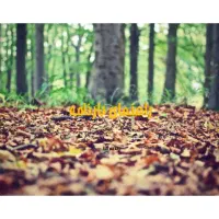 خرید چوب هیزم و کاتین