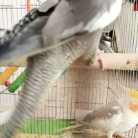 طوطی عروس|پرنده|الوند, |دیوار