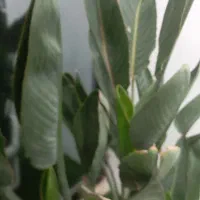 باغبانی و درختکاری