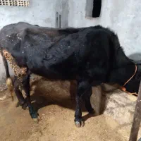 فروش کاو گوساله ومیش ابستن|حیوانات مزرعه|حویق, |دیوار