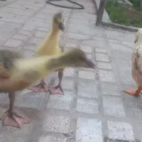 جوجه غاز