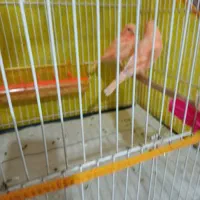 دوتا قناری سرخ ردفاکتور