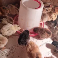 جوجه محلی|حیوانات مزرعه|مشگین شهر, |دیوار