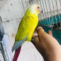 شاه طوطی ملنگو گرینچیک فنچ مرغ عشق مینا (سیمرغ)|پرنده|بوشهر, |دیوار