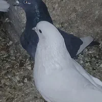 کفتر پرشی|پرنده|گرمسار, |دیوار