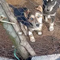 سگ هاسکی اصل اگه کسی سگ شناس باشه متوجه میشه