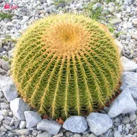 گل آپارتمانی تخفیف ۳۰درصدی