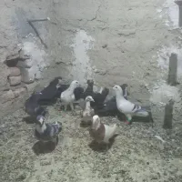 کبوتر نر