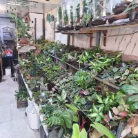 گل ارزان/گلفروشی/گل آپارتمانی/خاص