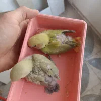 جوجه کوتوله برزیلی نرمه خور دستی|پرنده|شیراز, شهرک فرهنگیان|دیوار