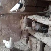کفتر  فروشی|پرنده|دهگلان, |دیوار