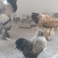یک جفت بالغ برهما یک خروس ابریشمی