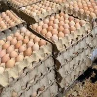فروش تخم مرغ محلی نژاد گلپایگانی|حیوانات مزرعه|گرگان, |دیوار