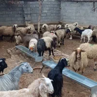 فروش دام پرواری جهت کشتار