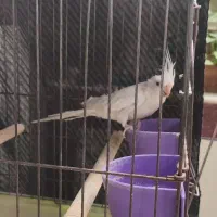 فروش عروس هلندی