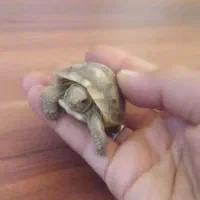 لطفا همه به عکس دقت کنید