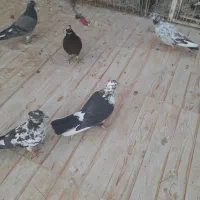 کفتر پلاکی زرد بوبور پرشی پلاس زاغ کل ماستی|پرنده|قم, آزادگان|دیوار