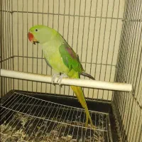 شاه طوطی دوساله