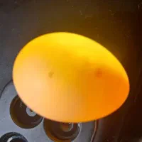 تخم عروس هلندی .|پرنده|تهران, مشیریه|دیوار