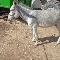 الاغ نر جوان