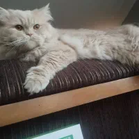 واگذاری گربه پرشین عروسکی  نر