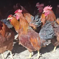 2000عددخروس2ونیم تا3کیلومرغداری کرانی