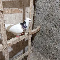 کبوتر پرشی