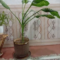 گل طبیعی دیفن