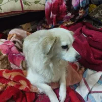 ة سگةهة خانم ۹م خیلی خوب خ ۹خ۹حخم م کذمذ|سگ|بندر گناوه, |دیوار