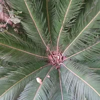 گل سیکاس|گل و گیاه طبیعی|رشت, نخودچر|دیوار