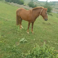 اسب|اسب و تجهیزات اسبسواری|کلاردشت, |دیوار